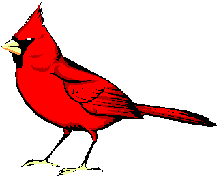 cardinal.jpg